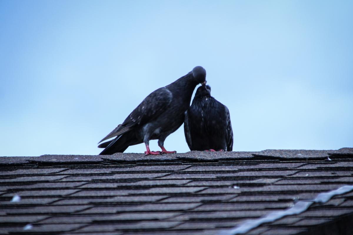 How To Get Rid Of Bird Infestation In Your Property