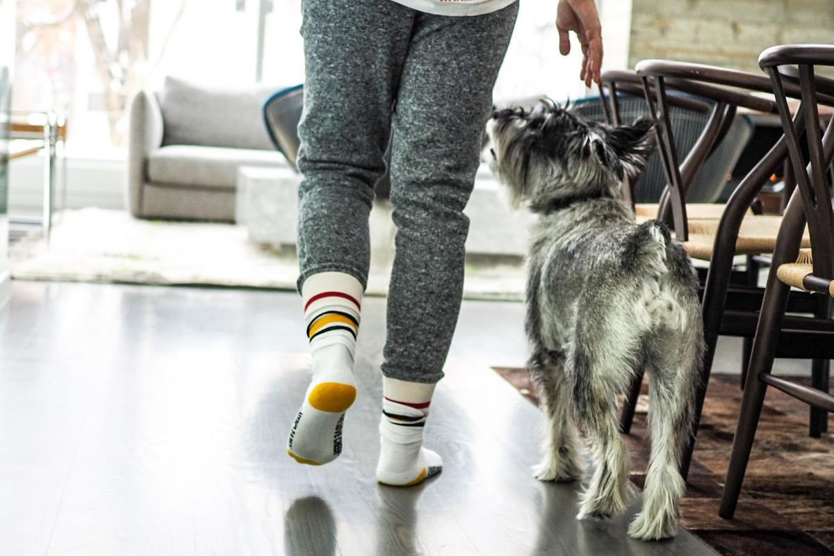 Pets Allowed: Proposed Changes to the Model Tenancy Agreement